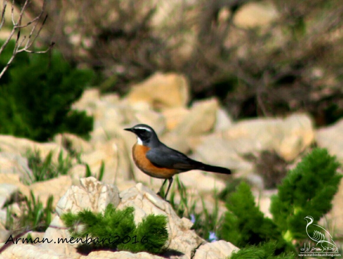 پرنده نگری در ایران - سینه سرخ ایرانی