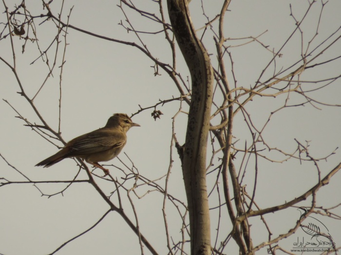 پرنده نگری در ایران - Rufous Bush Robin