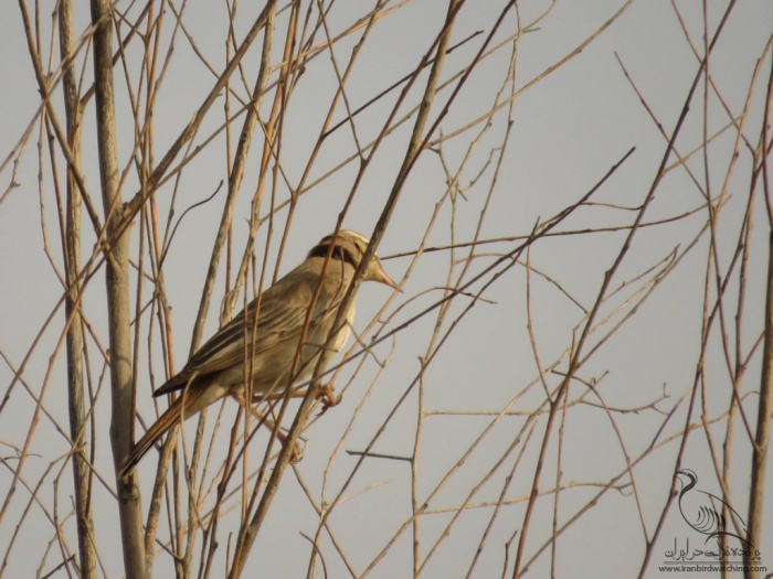 پرنده نگری در ایران - Rufous Bush Robin