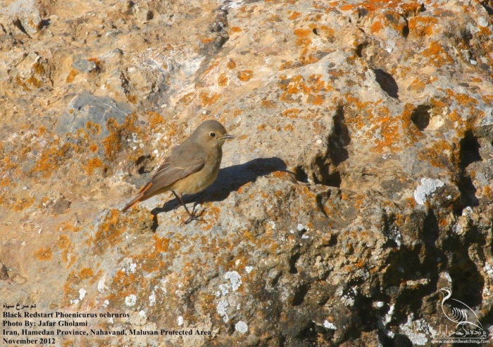 پرنده نگری در ایران - Black Redstart