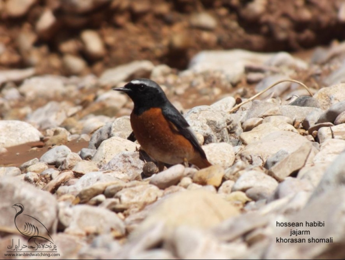 پرنده نگری در ایران - دم سرخ معمولی