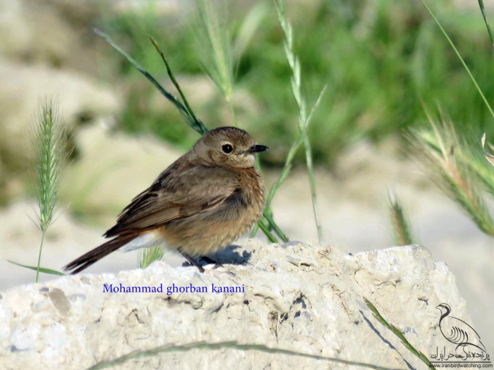 پرنده نگری در ایران - Pied Bushchat