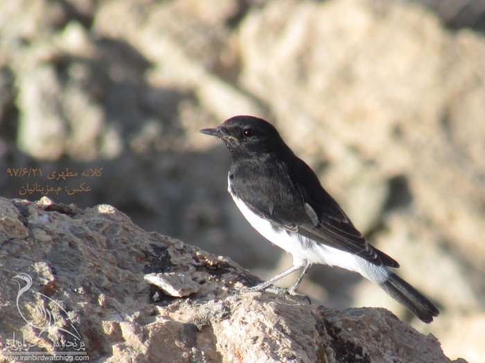 پرنده نگری در ایران - چکچک سیاه شکم سفید