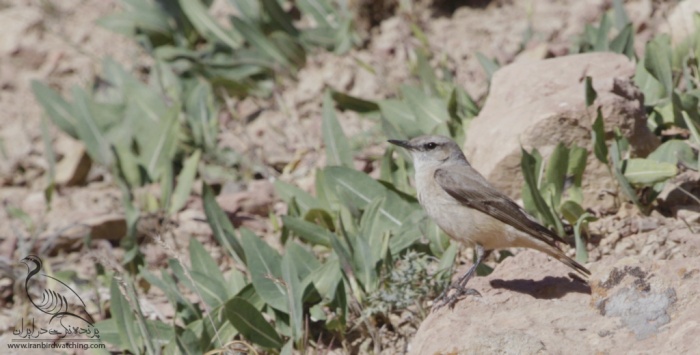پرنده نگری در ایران - Northern Wheatear