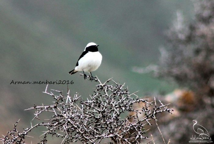 پرنده نگری در ایران - چکچک پشت سفید