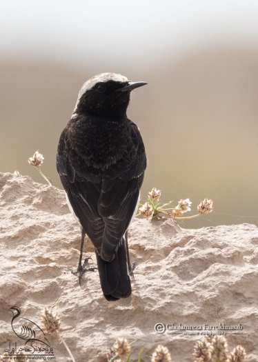 پرنده نگری در ایران - چکچک ابلق معمولی