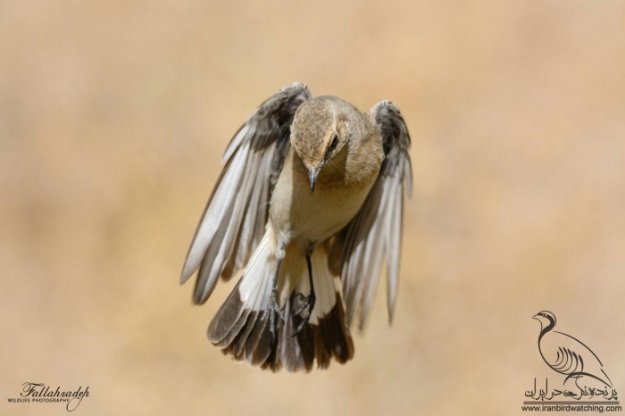 پرنده نگری در ایران - چکچک ابلق