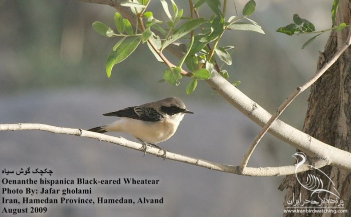 پرنده نگری در ایران - Black-eared Wheatear