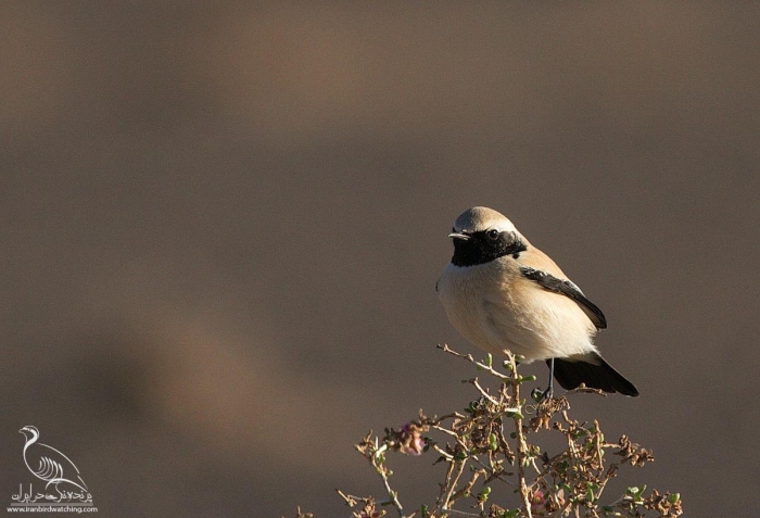 پرنده نگری در ایران - چکچک بیابانی (Desert  Wheatear)
