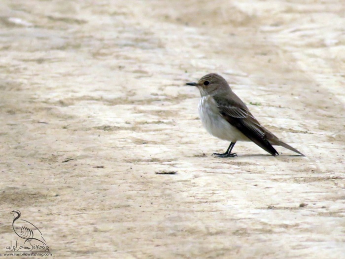 پرنده نگری در ایران - مگس گیر خالدار- Spotted Flycatcher