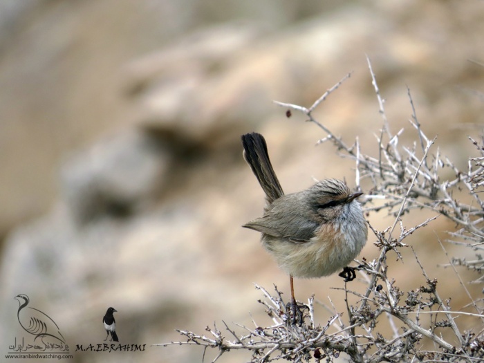پرنده نگری در ایران - Streaked Scrub Warbler