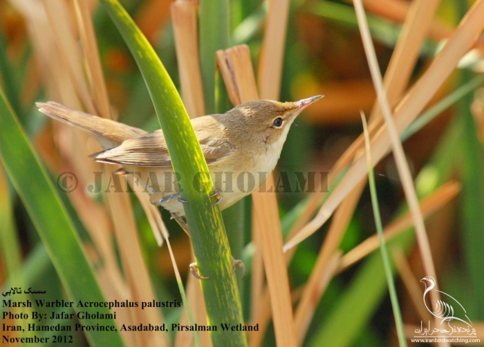 پرنده نگری در ایران - Marsh Warbler