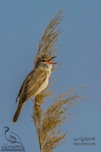 پرنده نگری در ایران - سسک نیزار بزرگ