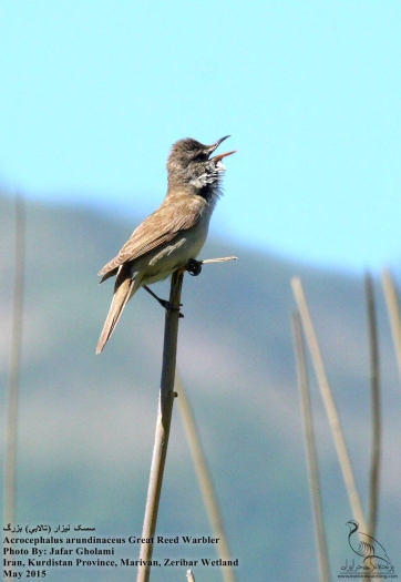 پرنده نگری در ایران - Great Reed Warbler