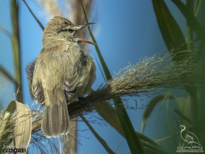پرنده نگری در ایران - Great reed warbler سسک بزرگ نیزار