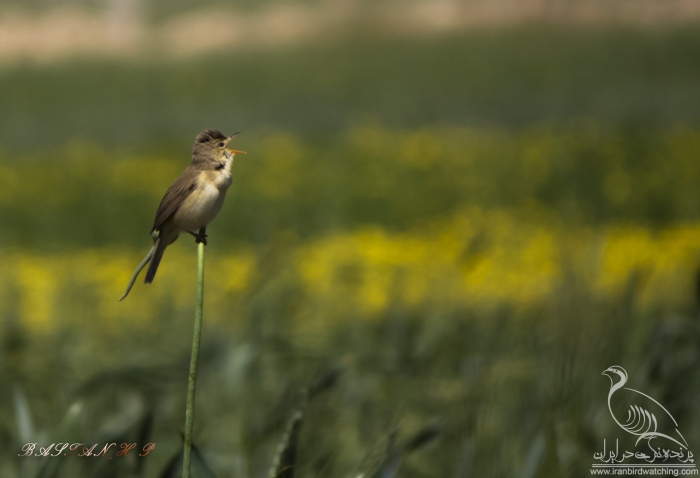 پرنده نگری در ایران - سسک نیزار