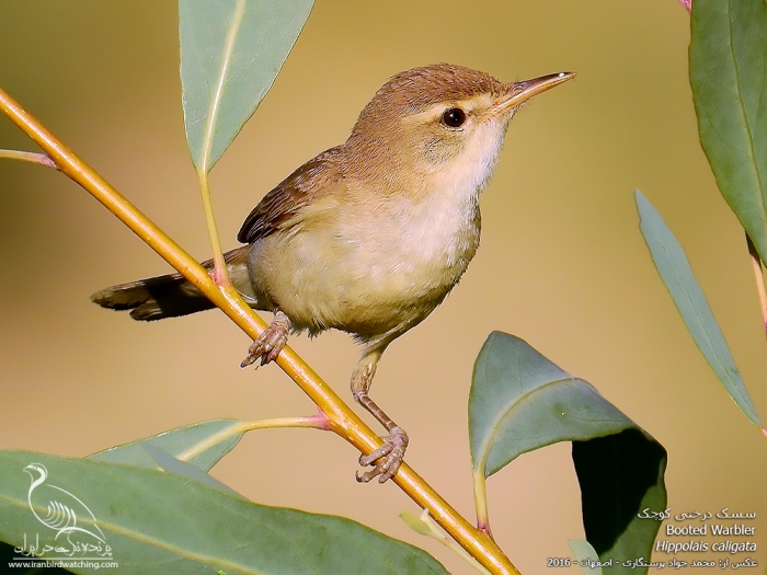 پرنده نگری در ایران - سسک درختی کوچک