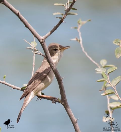 پرنده نگری در ایران - سسک درختی کوچک