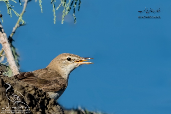 پرنده نگری در ایران - سسک درختی هندی