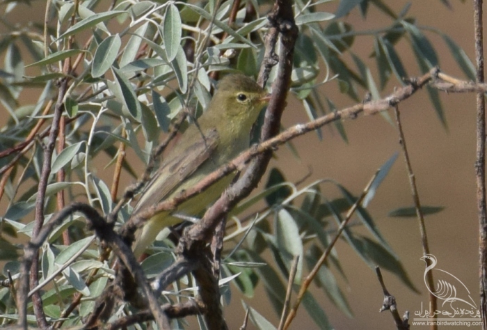 پرنده نگری در ایران - سسک درختی زرد