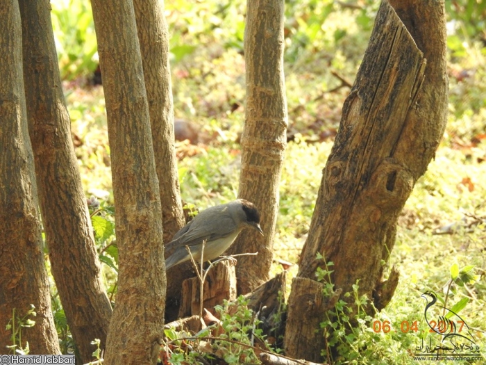 پرنده نگری در ایران - سسک سرسیاه مشغول تغذیه از آفات درخت زبان گنجشک