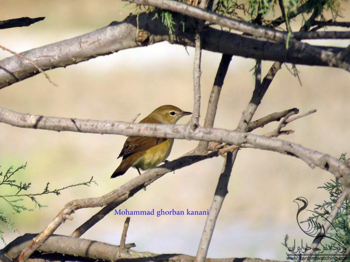 پرنده نگری در ایران - سسک باغی