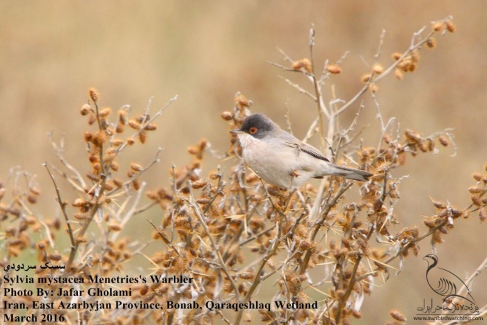 پرنده نگری در ایران - Menetries's Warbler