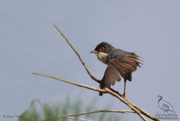 پرنده نگری در ایران - Menetries's Warbler