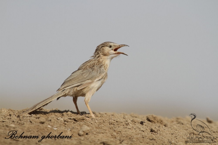 پرنده نگری در ایران - لیکو