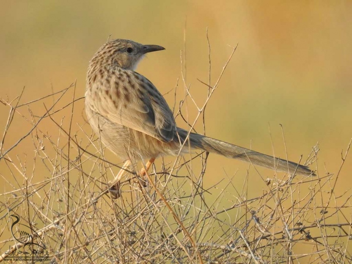 پرنده نگری در ایران - لیکو