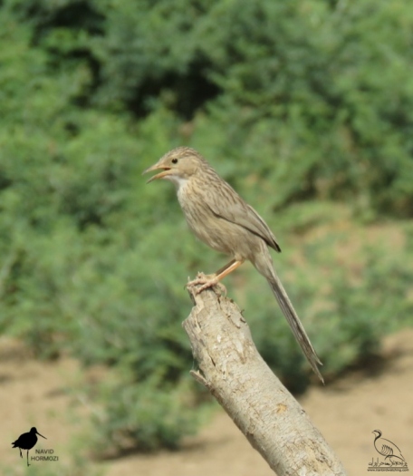 پرنده نگری در ایران - لیکو معمولی