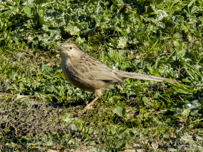 پرنده نگری در ایران - لیکوی معمولی