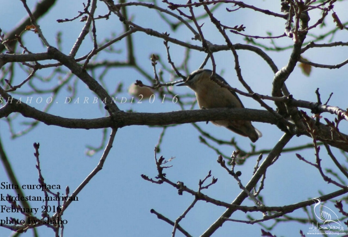 پرنده نگری در ایران - کمر کولی جنگلی(درختی)