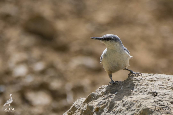 پرنده نگری در ایران - کمرکولی کوچک
