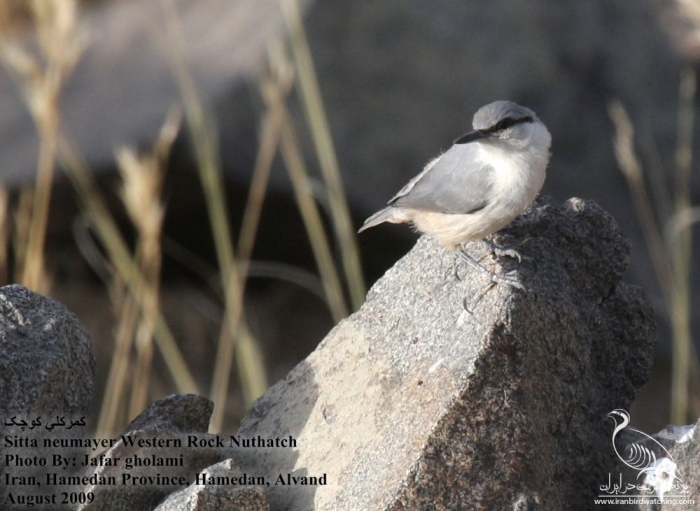 پرنده نگری در ایران - Western Rock Nuthatch