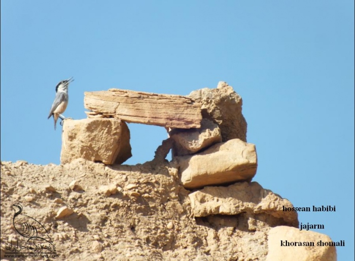 پرنده نگری در ایران - کمرکولی کوچک