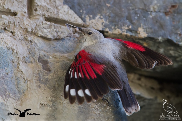پرنده نگری در ایران - Wallcreeper female