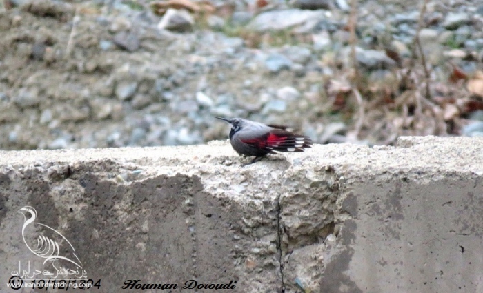 پرنده نگری در ایران - دیوار خزک - Wallcrewper