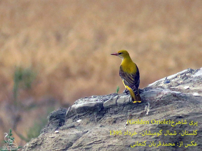 پرنده نگری در ایران - پری شاهرخ ( Golden Oriole)