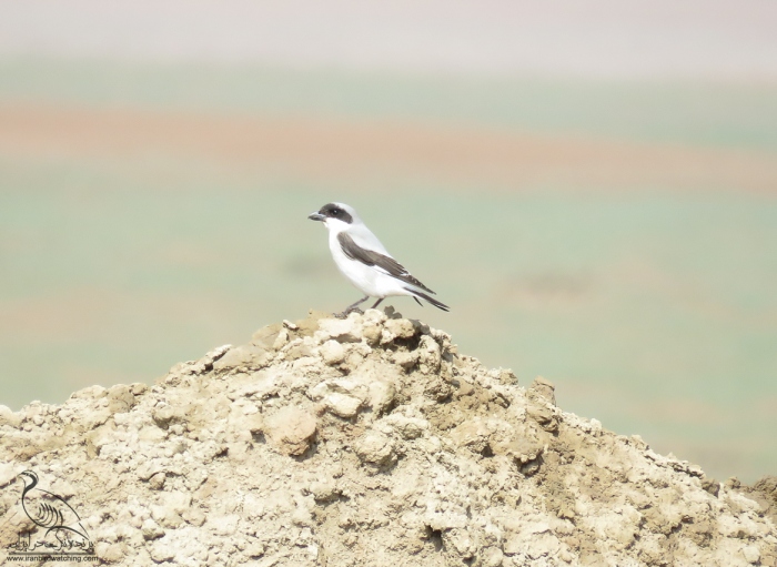 پرنده نگری در ایران - سنگ چشم خاکستری کوچک
