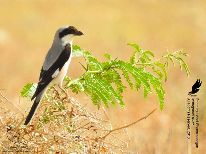 پرنده نگری در ایران - سنگ چشم خاکستری کوچک