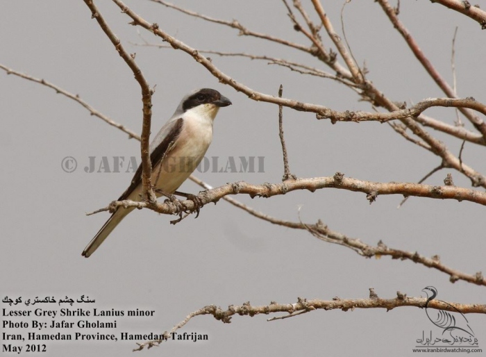 پرنده نگری در ایران - Lesser Grey Shrike