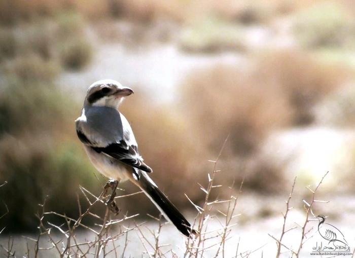 پرنده نگری در ایران - سنگ چشم