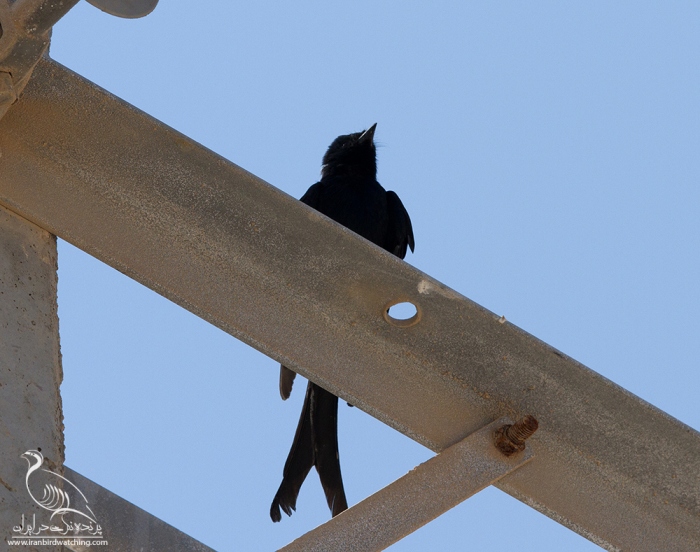 پرنده نگری در ایران - Black Drongo