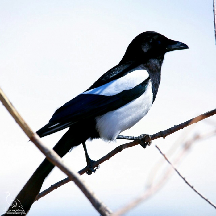 پرنده نگری در ایران - زاغی