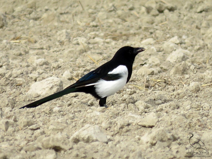 پرنده نگری در ایران - زاغی( Magpie)
