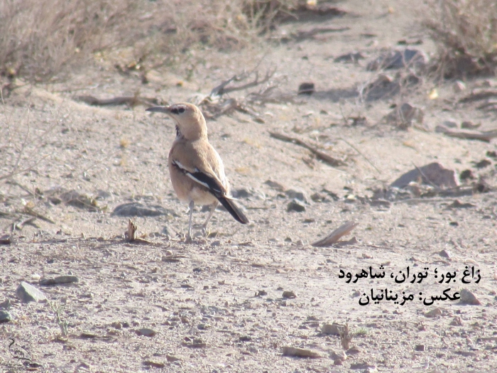 پرنده نگری در ایران - زاغ بور