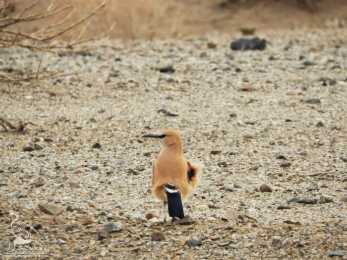 پرنده نگری در ایران - زاغ بور زیبا