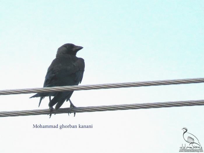 پرنده نگری در ایران - کلاغ گردن بور
