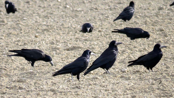 پرنده نگری در ایران - کلاغ سیاه